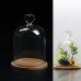 Large Glass Decorative Display Dome Stand Cloche Bell Dark Wooden Base   322675486828