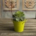 Simulation Mini Plastic Succulents Scindapsus Plants Garden Home Office Decor   222485209064
