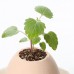 Cute Egg Shaped Potted Plants Home Garden Plant Desktop Bonsai Decor Flowery   282953130118