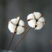 1/10X Natural Cotton Dried Flower DIY Artificial Flower Sitting Room Craft Decor   202403422929