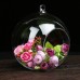 Mini Clear Ball Flower Hanging Glass Vase Planter Fish Tank Terrarium Bottle US   121990417284