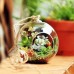 Clear Glass Flower Plant Stand/Hanging Vase Ball Terrarium Container Home Decors   292187624160