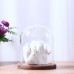 Glass Cover Flower Vase Micro Landscape Terrarium Bottle Home Decoration   323397565375