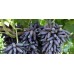 Lady&apos;s fingers grape - 3  dormant cuttings- seedless table grape    253758428726